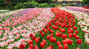 Chiêm ngưỡng vẻ đẹp của xứ sở của hoa Tulip