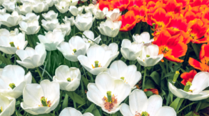 Chiêm ngưỡng vẻ đẹp của xứ sở của hoa Tulip