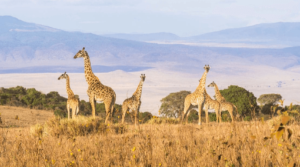Du lịch Tanzania - nơi thiên nhiên hoang dã độc đáo của châu Phi