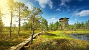 Vườn quốc gia Lahemaa (Estonia) - Cắm tại trong khu rừng tươi tốt