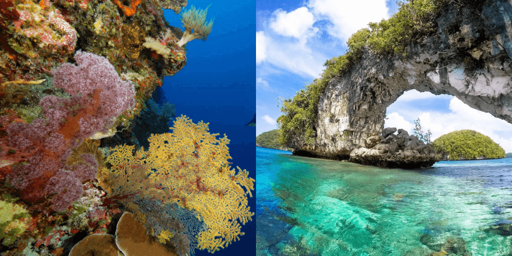 Khám phá đảo Palau - thiên đường giữa Thái Bình Dương