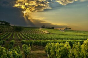 Franschhoek - Nét thơ mộng Pháp của thung lũng rượu vang ở Nam Phi 