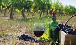 Franschhoek - Nét thơ mộng Pháp của thung lũng rượu vang ở Nam Phi 