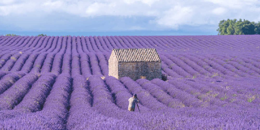 Top những cánh đồng hoa oải hương đẹp nhất trên thế giới