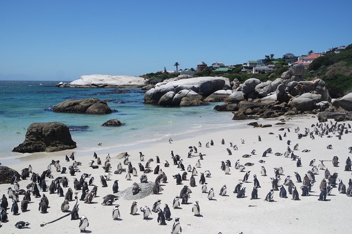 Du lịch Cape Town - Thành phố du lịch hấp dẫn nhất Nam Phi: Đi đâu, ăn gì?