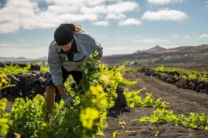 Độc đáo vùng đất trồng nho trên miệng núi lửa ở quần đảo Canary