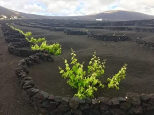 Độc đáo vùng đất trồng nho trên miệng núi lửa ở quần đảo Canary