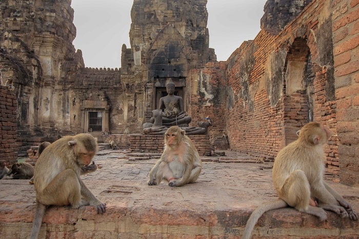 Tại sao thành phố Lopburi Thái Lan được gọi là "vương quốc khỉ"?