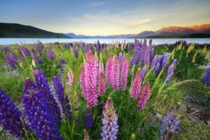Nét đẹp thơ mộng của hồ Tekapo, New Zealand