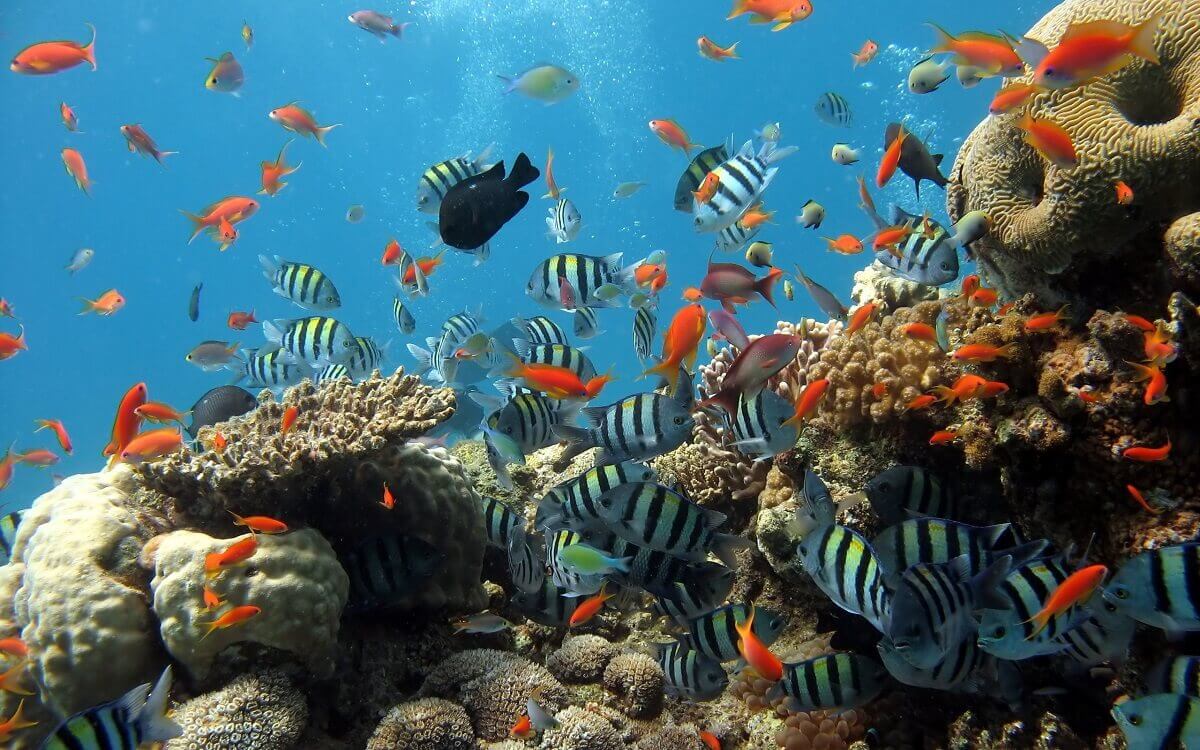 7 địa điểm tuyệt đẹp lặn ngắm san hô tại Phú Quốc