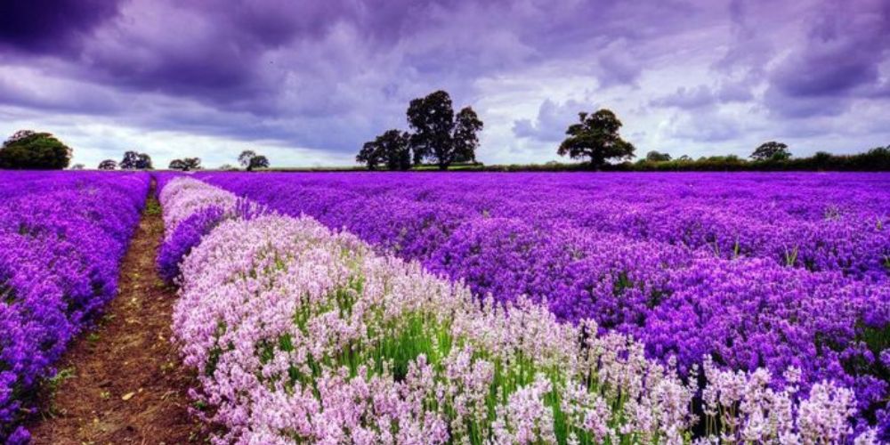 Đà Lạt luôn nổi tiếng như thiên đường trăm hoa đua nở được thiên nhiên ưu ái với bầu không khí trong lành và se se lạnh. Cánh đồng hoa Lavender như một bức tranh thơ mộng nổi tiếng nơi đây hãy cùng Sakos tìm hiểu địa điểm hấp dẫn này nhé!!