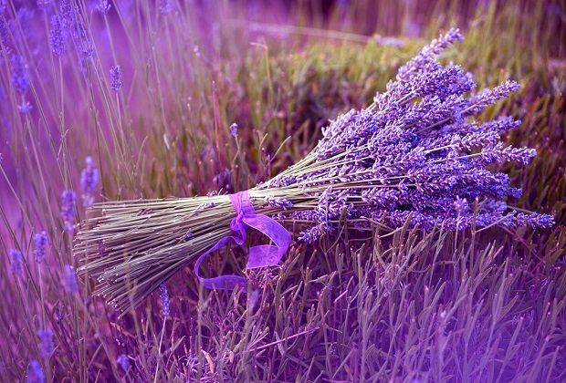 Đà Lạt luôn nổi tiếng như thiên đường trăm hoa đua nở được thiên nhiên ưu ái với bầu không khí trong lành và se se lạnh. Cánh đồng hoa Lavender như một bức tranh thơ mộng nổi tiếng nơi đây hãy cùng Sakos tìm hiểu địa điểm hấp dẫn này nhé!!