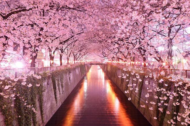 Lễ hội hoa anh đào là một trong những lễ hội truyền thống mang đậm bản sắc văn hóa Nhật Bản. Không đơn thuần chỉ là ngày hội ngắm hoa thông thường, lễ hội còn là niềm tự hào của người dân đất nước mặt trời mọc, thu hút đông đảo du khách ghé thăm. Hãy cùng Sakos tìm hiểu địa điểm hấp dẫn nơi đây nhé!