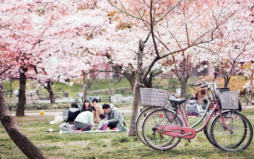 Lễ hội hoa anh đào là một trong những lễ hội truyền thống mang đậm bản sắc văn hóa Nhật Bản. Không đơn thuần chỉ là ngày hội ngắm hoa thông thường, lễ hội còn là niềm tự hào của người dân đất nước mặt trời mọc, thu hút đông đảo du khách ghé thăm. Hãy cùng Sakos tìm hiểu địa điểm hấp dẫn nơi đây nhé!