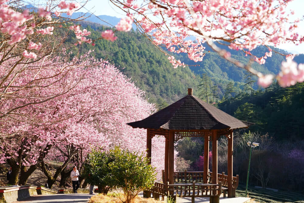Toạ độ ngắm hoa anh đào đẹp nhất Đài Loan 2024