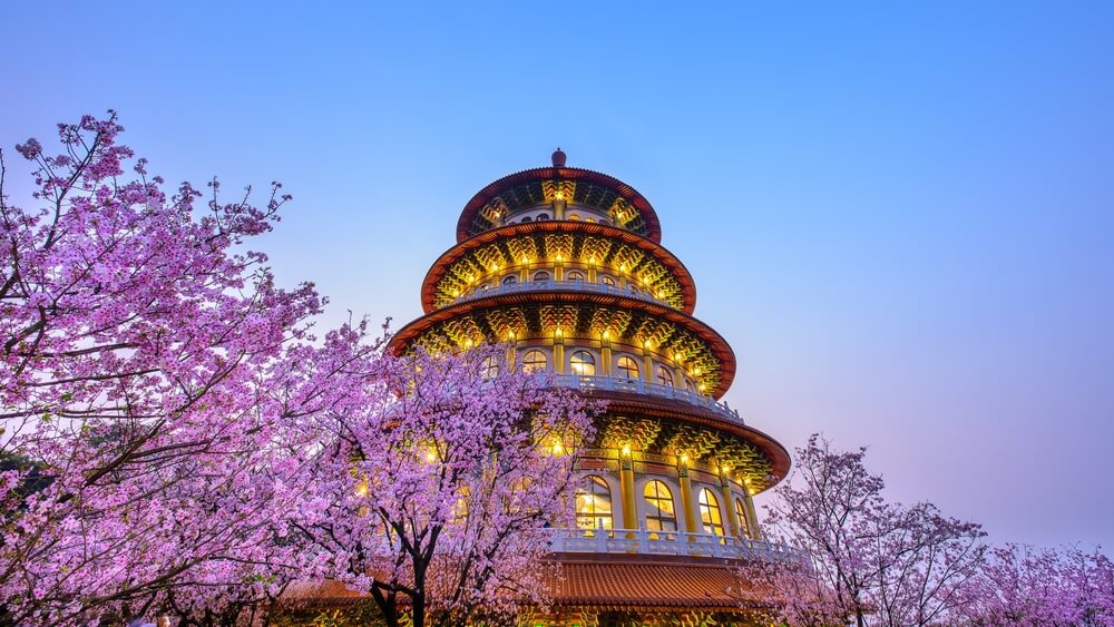 Toạ độ ngắm hoa anh đào đẹp nhất Đài Loan 2024