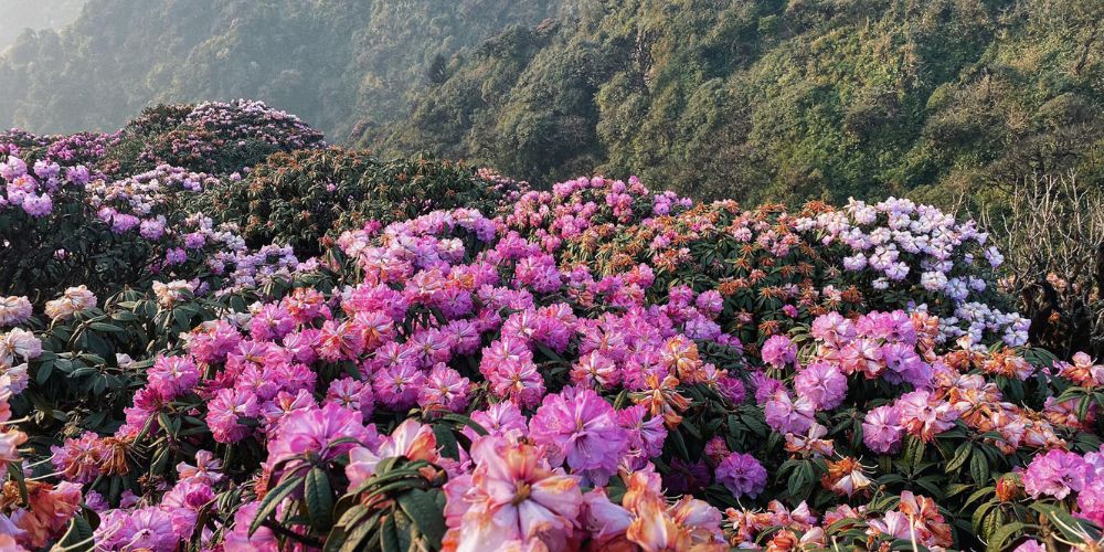 Lạc bước vào thiên đường hoa đỗ quyên tại Putaleng Lai Châu