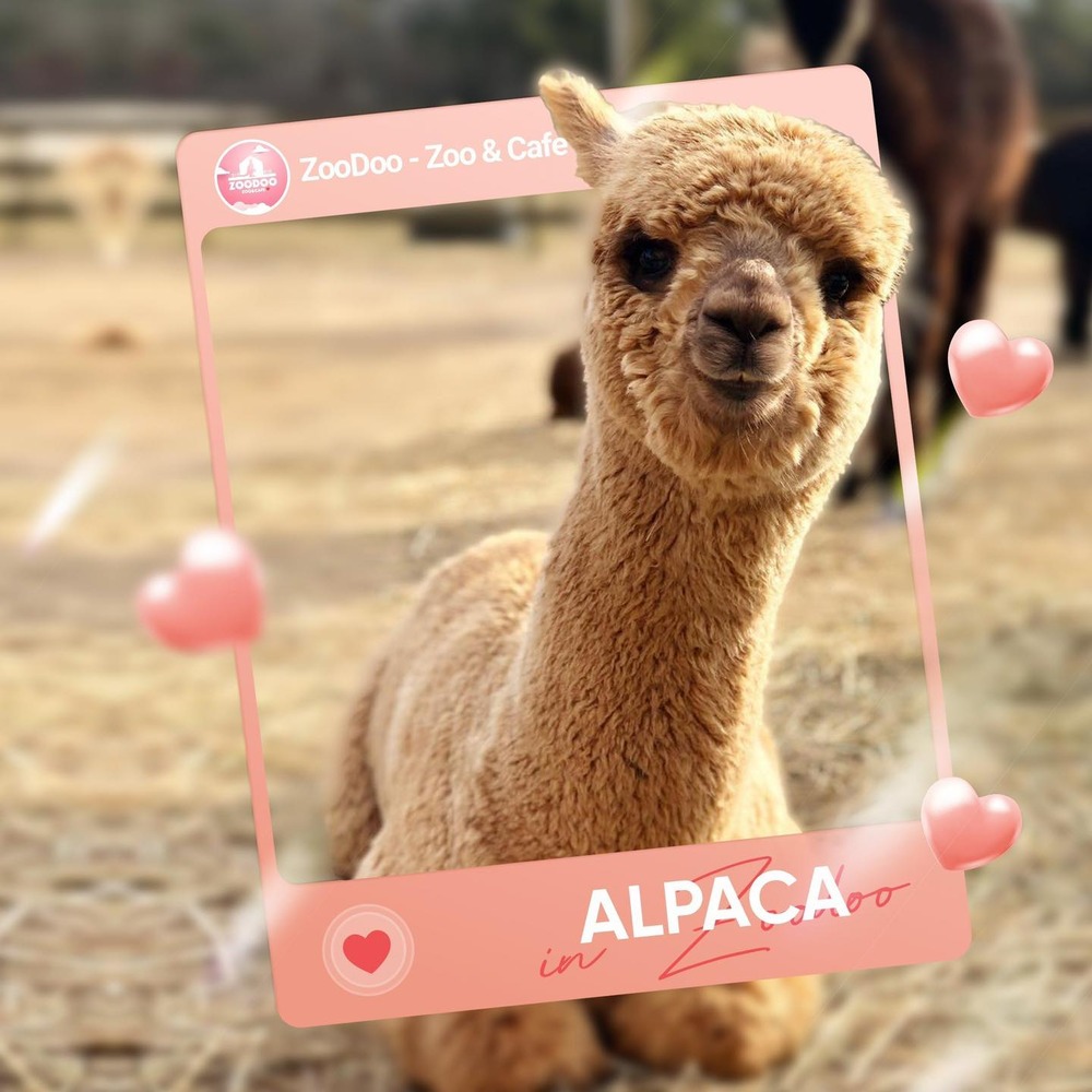 Đến ZooDoo gặp "siêu sao Tiktok" lạc đà Alpaca!
