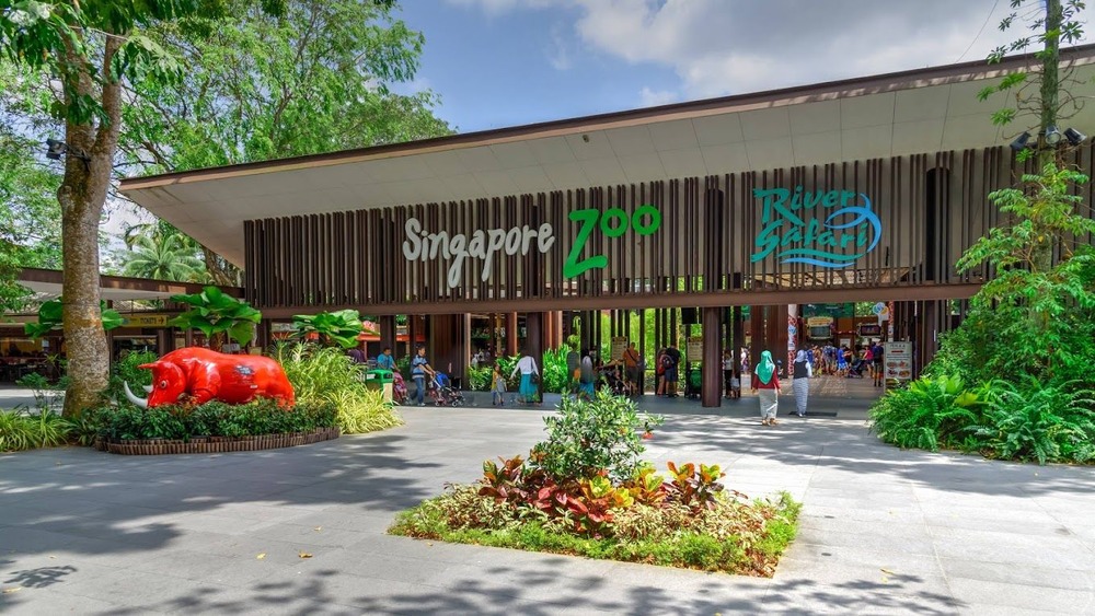 Dắt bé khám phá Singapore Zoo cho kỳ nghỉ hè đáng nhớ