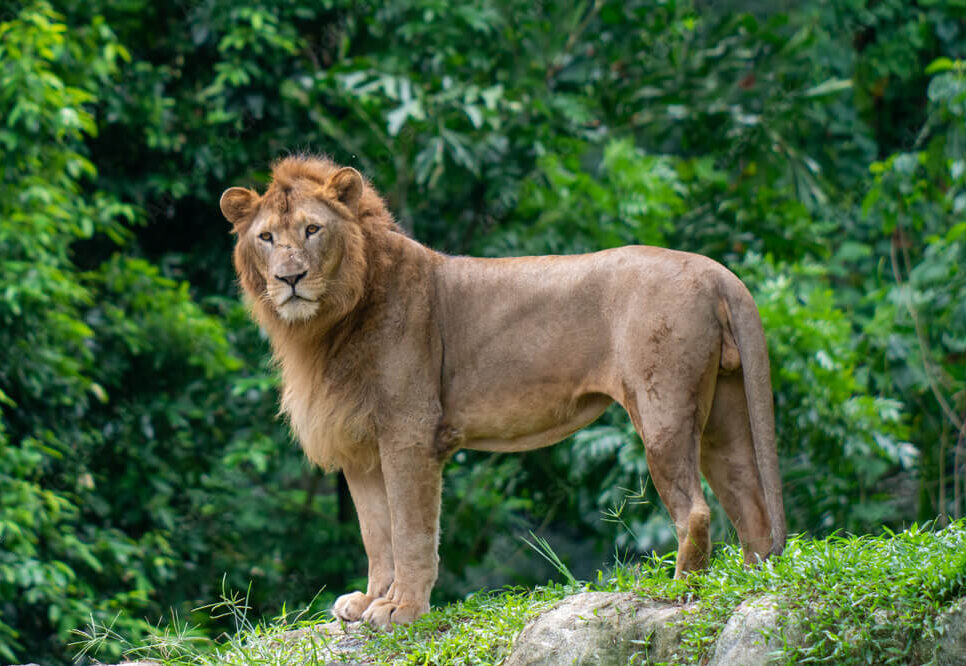 Dắt bé khám phá Singapore Zoo cho kỳ nghỉ hè đáng nhớ
