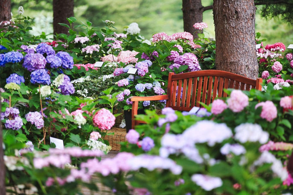 Ngất ngây cảnh sắc bốn mùa ở Garden Of Morning Calm 