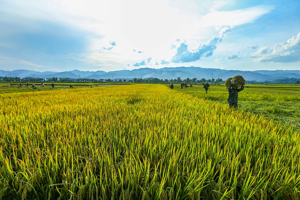 Khám phá vẻ đẹp của vùng đất Nghĩa Lộ - Cánh đồng Mường Lò