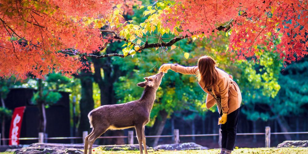 "Tặng bánh quy" cho đàn nai Sika dễ thương ở Nara Koen