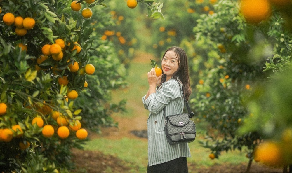 Tạm biệt phố thị ồn ào, đến Mộc Châu tận hưởng cảm giác hái cam tươi rói giữa vườn cây xanh mát. Cùng Sakos.vn khám phá những trải nghiệm thú vị chỉ có ở vườn cam Mộc Châu.