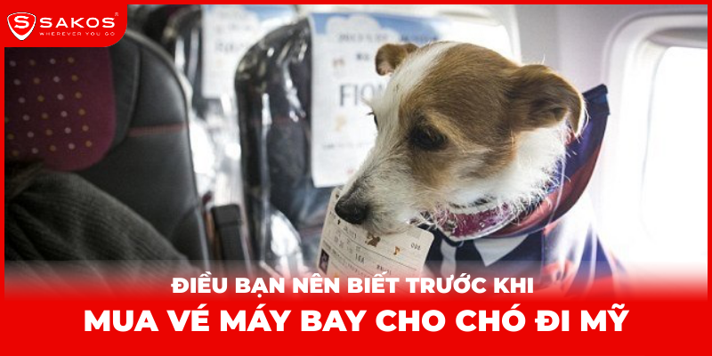 Điều bạn nên biết trước khi mua vé máy bay cho chó đi Mỹ