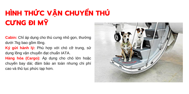 Hình thức vận chuyển thú cưng đi Mỹ